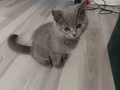 Minik bebişlerin ailesi araniyor 