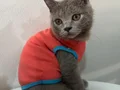 Minik bebişlerin ailesi araniyor