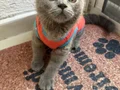 Minik bebişlerin ailesi araniyor