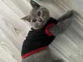 Minik bebişlerin ailesi araniyor