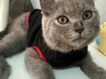 Minik bebişlerin ailesi araniyor