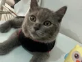 Minik bebişlerin ailesi araniyor