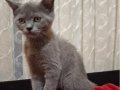 Pablo yeni aylesini arıyor