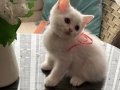 İzmir’de British Shorthair yavrular