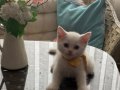 İzmir’de British Shorthair yavrular