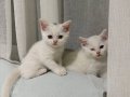 İzmir’de British Shorthair yavrular