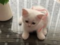 İzmir’de British Shorthair yavrular