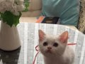 İzmir’de British Shorthair yavrular