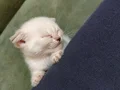 Ayıcık Suratlı British Scottish Shorthair Yavruları