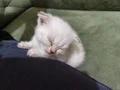 Ayıcık Suratlı British Scottish Shorthair Yavruları
