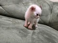 Ayıcık Suratlı British Scottish Shorthair Yavruları