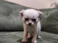 Ayıcık Suratlı British Scottish Shorthair Yavruları