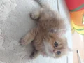 TATLI KIZIMIZ YENİ YUVASINI ARIYOR