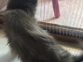 Shorthair Yeni sahibini arıyor