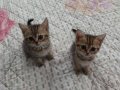 Çok güzel yavrulara yeni yuva
