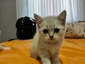 Çok güzel yavrulara yeni yuva