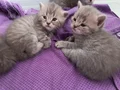 2 erkek 2 dişi british yavruları