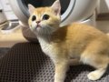 2 Aylık Safkan British Shorthair Golden