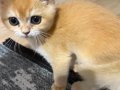 2 Aylık Safkan British Shorthair Golden