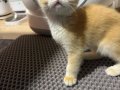 2 Aylık Safkan British Shorthair Golden