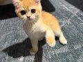 2 Aylık Safkan British Shorthair Golden