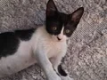 Oreoya acil yuva arıyorum
