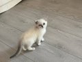 2,5 aylık scottish fold kedi tuvalet egitimli