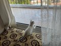 2,5 aylık scottish fold kedi tuvalet egitimli