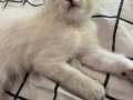 2,5 aylık scottish fold kedi tuvalet egitimli