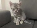 2 aylık bristish bebekler