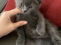 2 aylık bristish bebekler