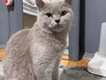 Kedi