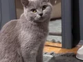 Kedi