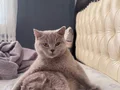 Kedi