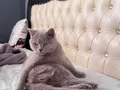 Kedi
