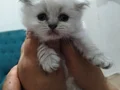 3 dişi 1 erkek sağlıkkı bebeklerimiz
