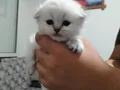 3 dişi 1 erkek sağlıkkı bebeklerimiz