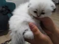3 dişi 1 erkek sağlıkkı bebeklerimiz