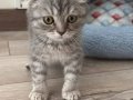 2 aylık scottish Fold 