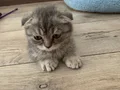 2 aylık scottish Fold 