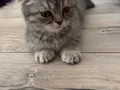 2 aylık scottish Fold 