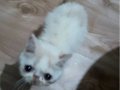 Kücücük minnoş exotic uygunn