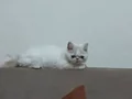 Kücücük minnoş exotic uygunn