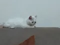 Kücücük minnoş exotic uygunn