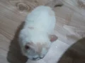 Kücücük minnoş exotic uygunn