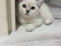 Oyuncu eğitimli erkek yavrular