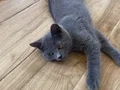 COK UYGUN YAVRU KEDİ