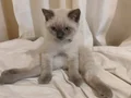 Yeni sahibini arıyoruz. 
