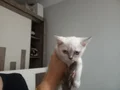 Luna Yeni Yuvasını Arıyor 