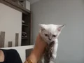Luna Yeni Yuvasını Arıyor 
